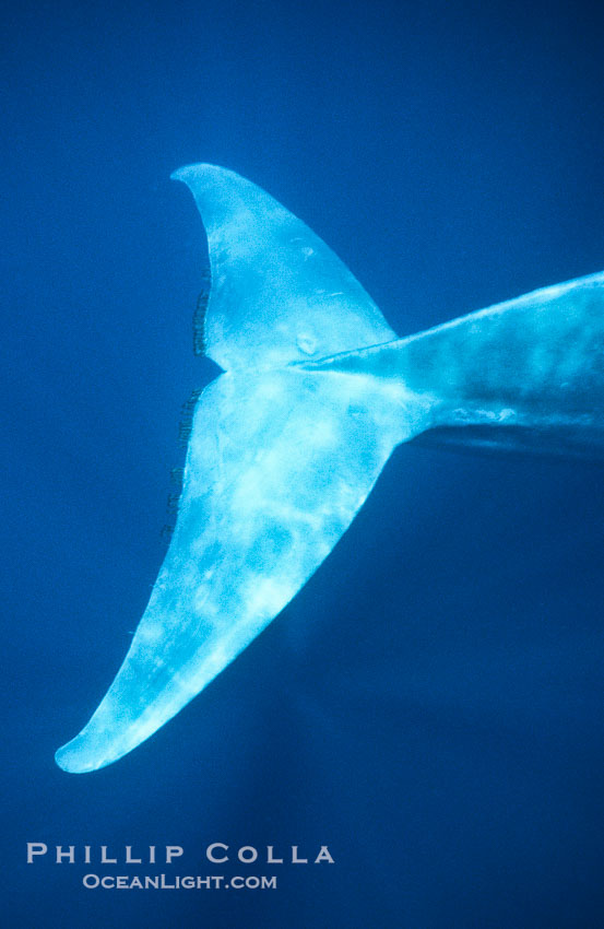 Blue whale fluke trailing copepods., Balaenoptera musculus, natural history stock photograph, photo id 01909