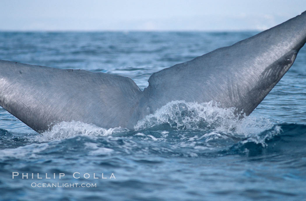 Blue whale, fluke, tail with median notch, lifting tail before diving in the open ocean., Balaenoptera musculus, natural history stock photograph, photo id 02221