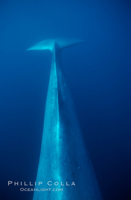 Blue whale, dorsal aspect of peduncle stem and fluke, Baja California., Balaenoptera musculus, natural history stock photograph, photo id 03029