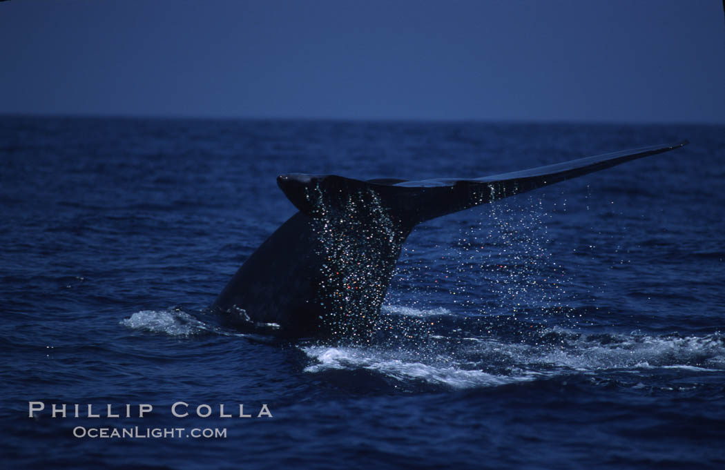 Blue whale, lifting fluke before diving, Baja California., Balaenoptera musculus, natural history stock photograph, photo id 03037