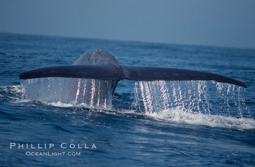 Blue whale fluking up before a dive,  Baja California (Mexico)., Balaenoptera musculus, natural history stock photograph, photo id 03337