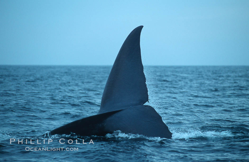 Blue whale, raising fluke prior to dive, Baja California., Balaenoptera musculus, natural history stock photograph, photo id 05829