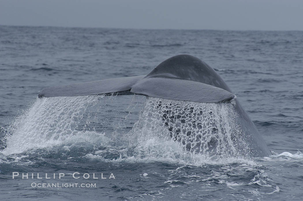 Water sheets off a blue whales fluke as the whale raises its before diving for food.  Offshore Coronado Islands. Coronado Islands (Islas Coronado), Baja California, Mexico, Balaenoptera musculus, natural history stock photograph, photo id 07109