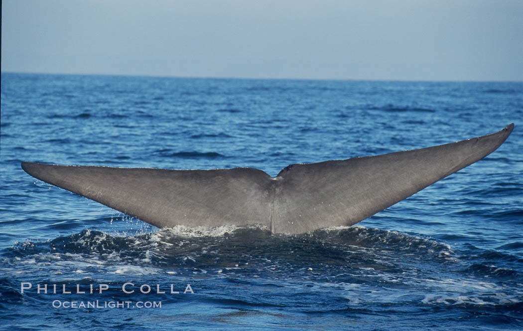 An enormous blue whale raises its fluke (tail) high out of the water before diving.  Open ocean offshore of San Diego. California, USA, Balaenoptera musculus, natural history stock photograph, photo id 07553