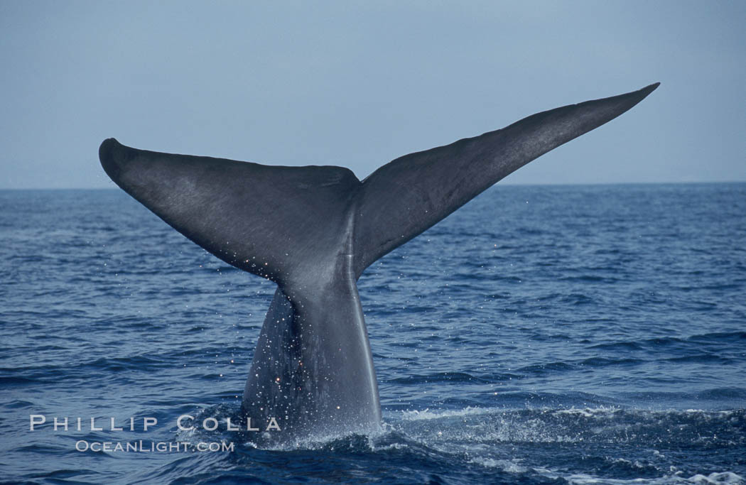 An enormous blue whale raises its fluke (tail) high out of the water before diving.  Open ocean offshore of San Diego. California, USA, Balaenoptera musculus, natural history stock photograph, photo id 07557