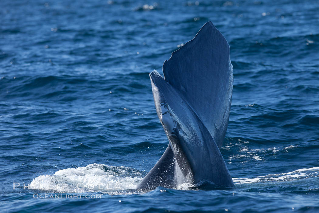 Blue whale fluking up (raising its tail) before a dive to forage for krill. La Jolla, California, USA, natural history stock photograph, photo id 27120