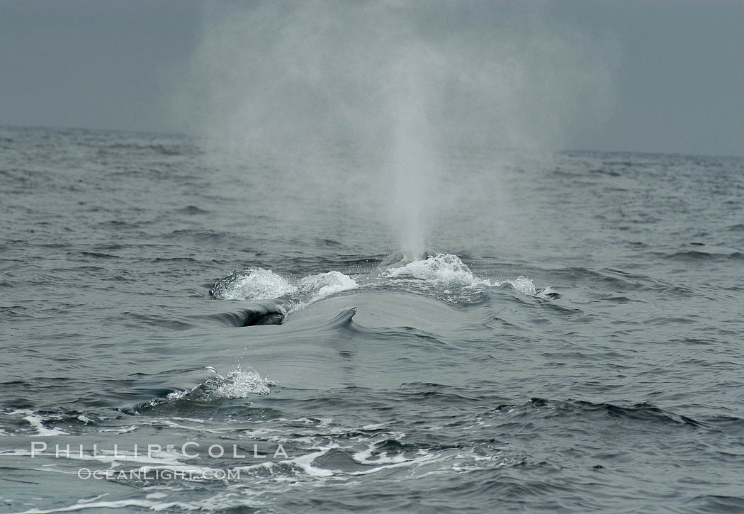 A blue whale rounds out at the surface.  Note its scarred, almost totally absent dorsal fin.  Offshore Coronado Islands. Coronado Islands (Islas Coronado), Baja California, Mexico, Balaenoptera musculus, natural history stock photograph, photo id 07114