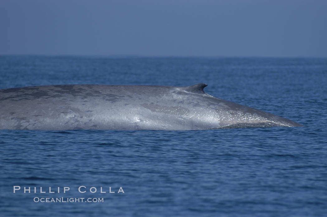 An enormous blue whale rounds out (hunches up its back) before diving.  Note the distinctive mottled skin pattern and small, falcate dorsal fin. Open ocean offshore of San Diego. California, USA, Balaenoptera musculus, natural history stock photograph, photo id 07522