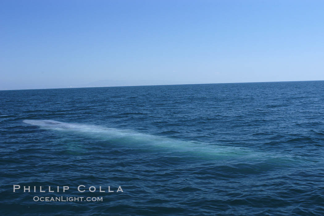 An enormous blue whale is stretched out at the surface, resting, breathing and slowly swimming, during a break between feeding dives. Open ocean offshore of San Diego. California, USA, Balaenoptera musculus, natural history stock photograph, photo id 07530