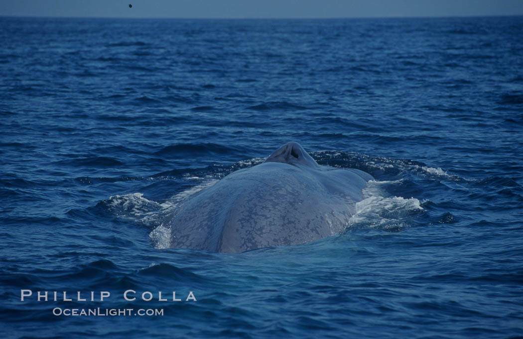An enormous blue whale rounds out (hunches up its back) before diving.  Note the distinctive mottled skin pattern. Open ocean offshore of San Diego. California, USA, Balaenoptera musculus, natural history stock photograph, photo id 07582