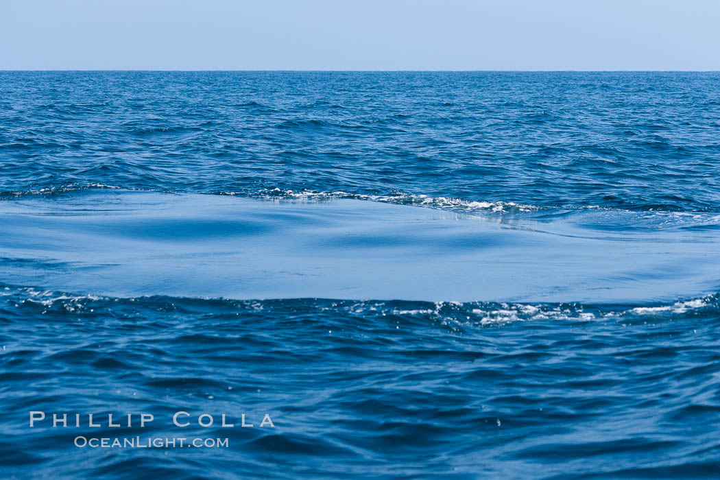 Footprint left on the surface of the ocean in the wake of a diving blue whale. San Diego, California, USA, Balaenoptera musculus, natural history stock photograph, photo id 16190