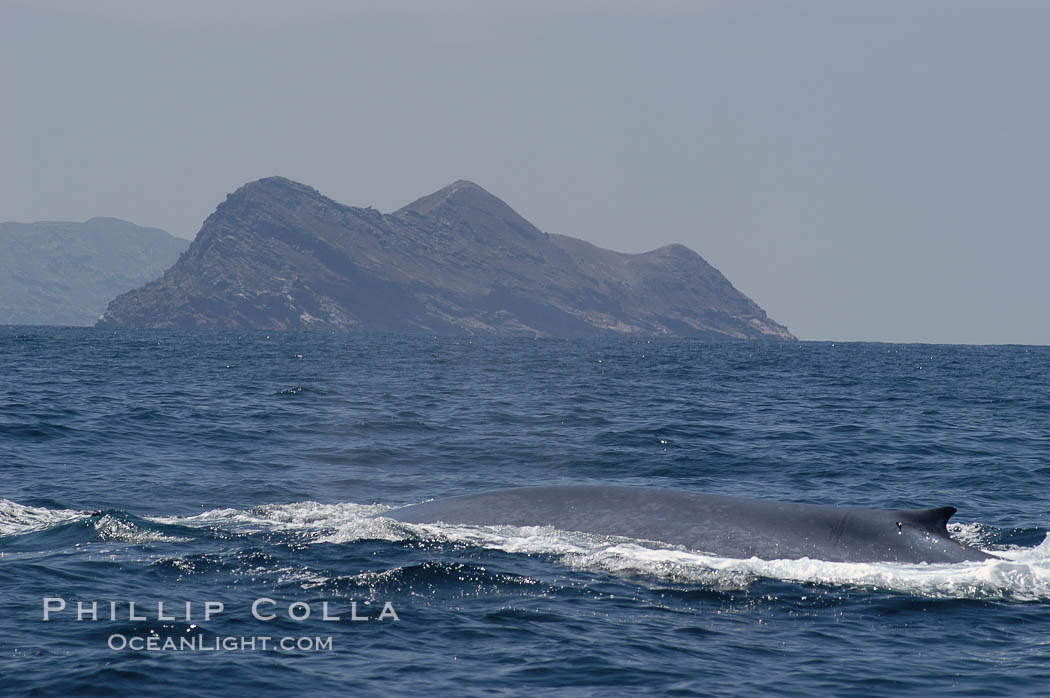 A blue whale rounds out at the surface before diving in search of food.  A blue whale can stay submerged while foraging for food for up to 20 minutes.  The blue whale is the largest animal on earth, reaching 80 feet in length and weighing as much as 300,000 pounds.  North Coronado Island is in the background. Coronado Islands (Islas Coronado), Baja California, Mexico, Balaenoptera musculus, natural history stock photograph, photo id 09501
