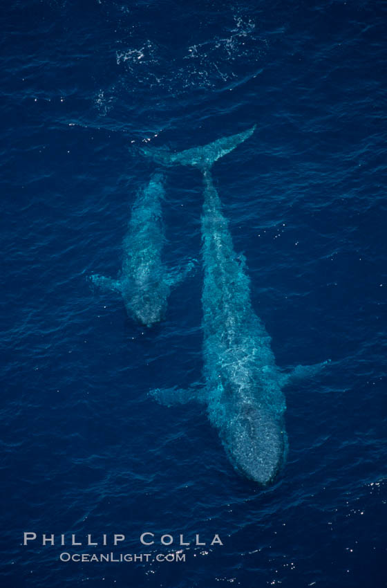 Blue whale, mother and calf, swimming at surface between dives, open ocean, aerial view., Balaenoptera musculus, natural history stock photograph, photo id 02302