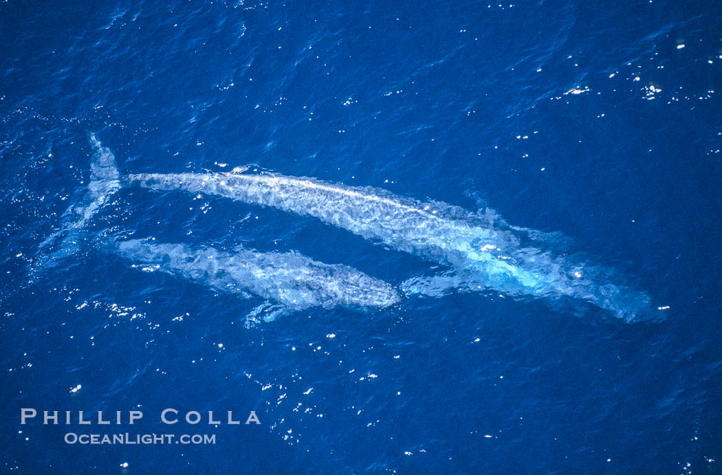 Blue whale mother and calf,  Baja California (Mexico)., Balaenoptera musculus, natural history stock photograph, photo id 03350
