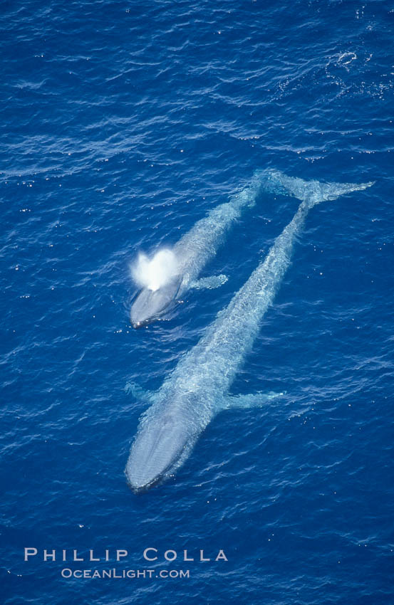 Blue whale, mother and calf. San Diego, California, USA, Balaenoptera musculus, natural history stock photograph, photo id 02303
