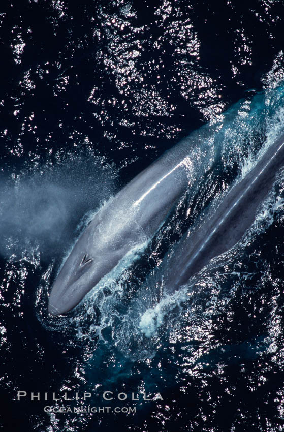 Blue whales, mother and calf, Baja California., Balaenoptera musculus, natural history stock photograph, photo id 03033