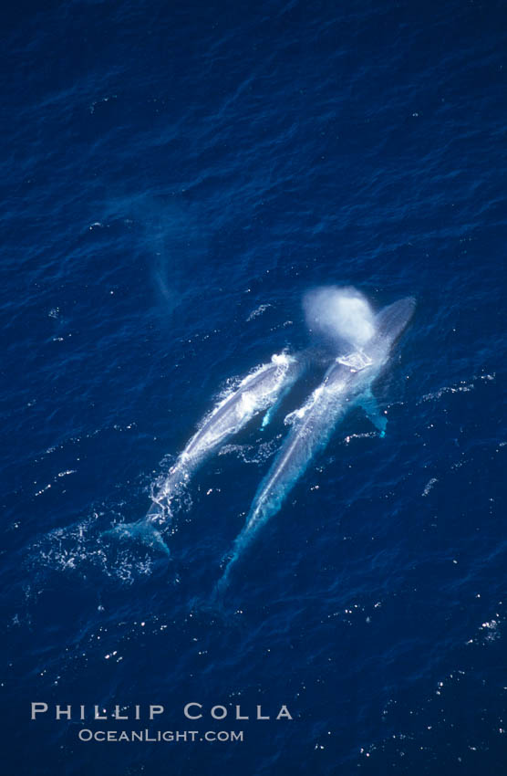Blue whale mother and calf,  Baja California (Mexico)., Balaenoptera musculus, natural history stock photograph, photo id 03361