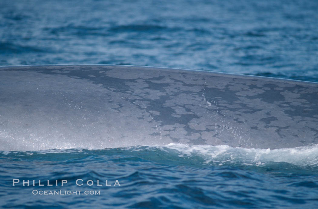 Blue whale, flank showing mottled skin pattern., Balaenoptera musculus, natural history stock photograph, photo id 02236