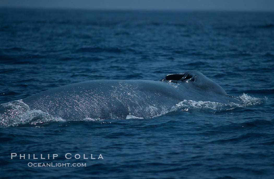 Blue whale, inhaling at surface, Baja California., Balaenoptera musculus, natural history stock photograph, photo id 03044