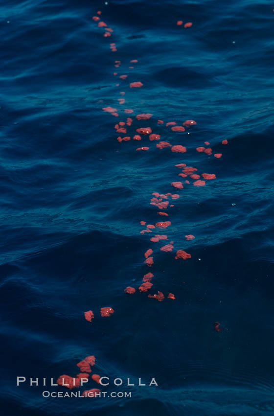 Blue whale feces floating on surface, Baja California., Balaenoptera musculus, natural history stock photograph, photo id 05824