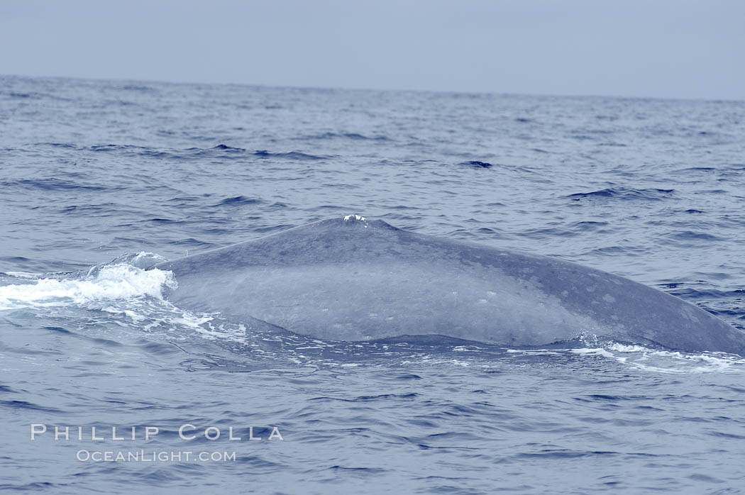 Blue whale rounding out at surface in preparation for a dive, open ocean offshore Baja California., Balaenoptera musculus, natural history stock photograph, photo id 07464