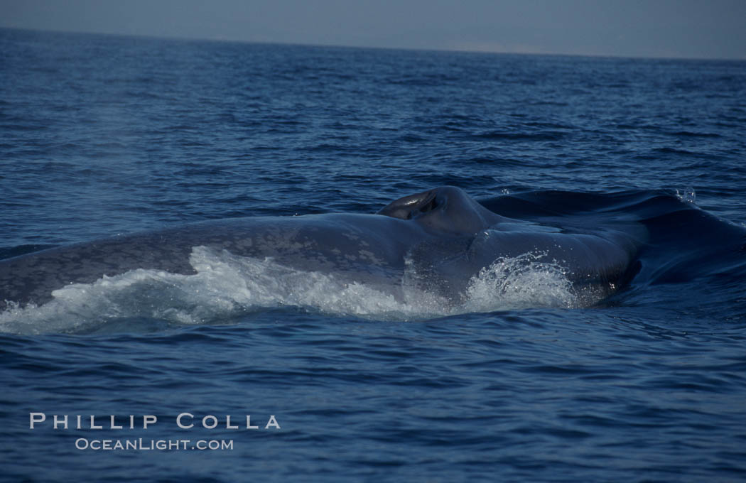 An enormous blue whale rounds out (hunches up its back) before diving.  Note the distinctive mottled skin pattern and small, falcate dorsal fin. Open ocean offshore of San Diego. California, USA, Balaenoptera musculus, natural history stock photograph, photo id 07572