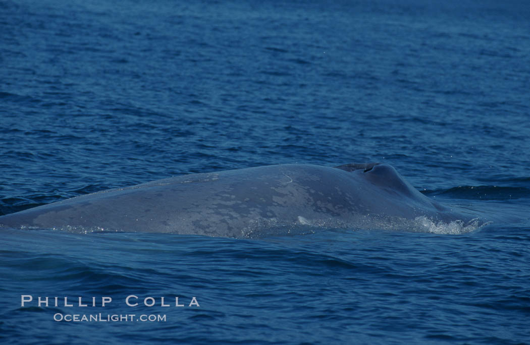 An enormous blue whale rounds out (hunches up its back) before diving.  Note the distinctive mottled skin pattern. Open ocean offshore of San Diego. California, USA, Balaenoptera musculus, natural history stock photograph, photo id 07580