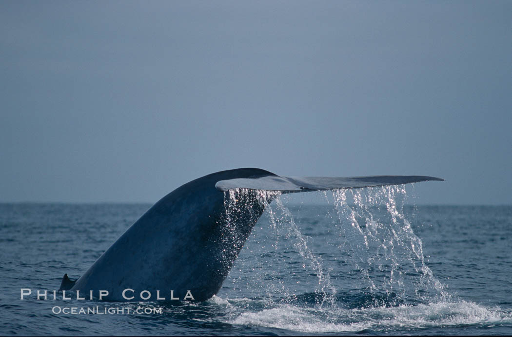 Blue whale., Balaenoptera musculus, natural history stock photograph, photo id 02227
