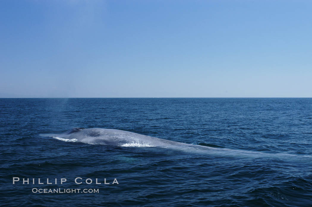 An enormous blue whale is stretched out at the surface, resting, breathing and slowly swimming, during a break between feeding dives. Open ocean offshore of San Diego. California, USA, Balaenoptera musculus, natural history stock photograph, photo id 07531