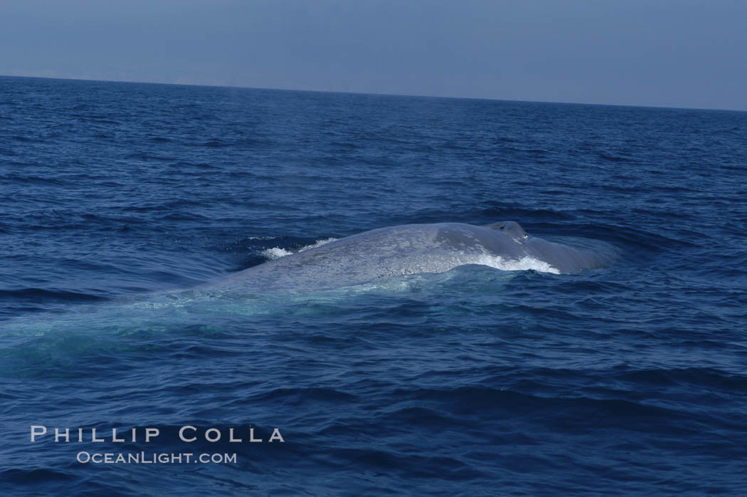 An enormous blue whale is stretched out at the surface, resting, breathing and slowly swimming, during a break between feeding dives. Open ocean offshore of San Diego. California, USA, Balaenoptera musculus, natural history stock photograph, photo id 07535