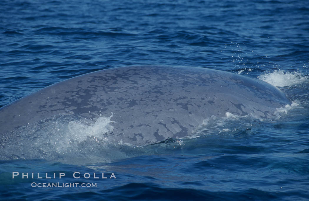 An enormous blue whale rounds out (hunches up its back) before diving.  Note the distinctive mottled skin pattern and small, falcate dorsal fin. Open ocean offshore of San Diego. California, USA, Balaenoptera musculus, natural history stock photograph, photo id 07575