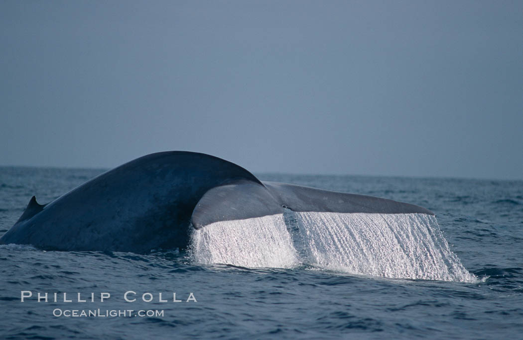Blue whale., Balaenoptera musculus, natural history stock photograph, photo id 02225