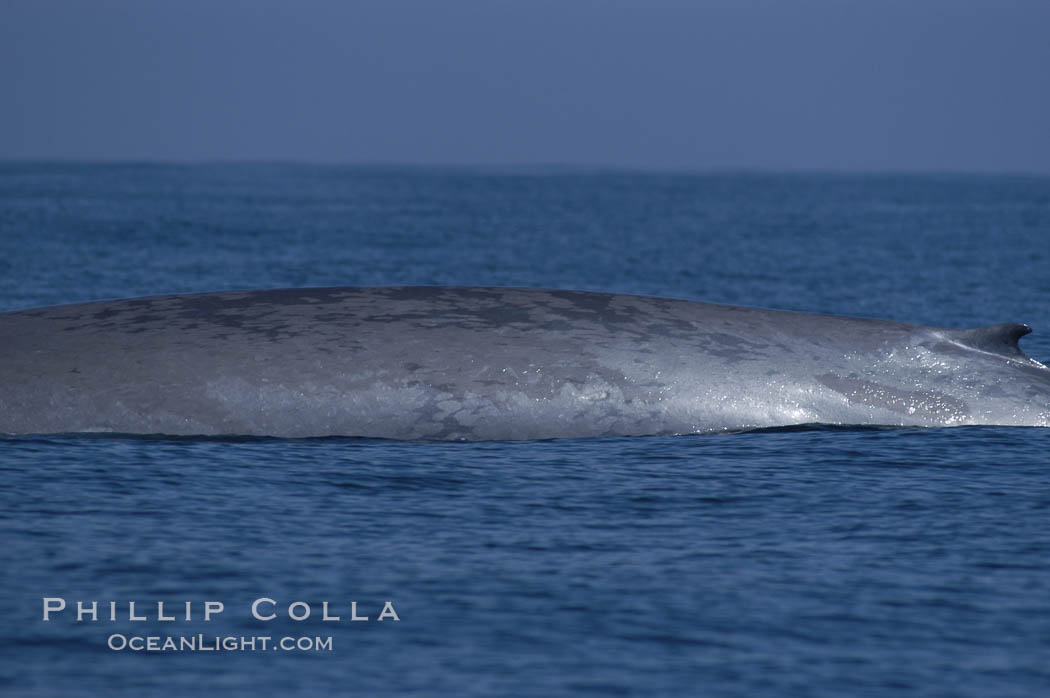An enormous blue whale rounds out (hunches up its back) before diving.  Note the distinctive mottled skin pattern and small, falcate dorsal fin. Open ocean offshore of San Diego., Balaenoptera musculus, natural history stock photograph, photo id 07521