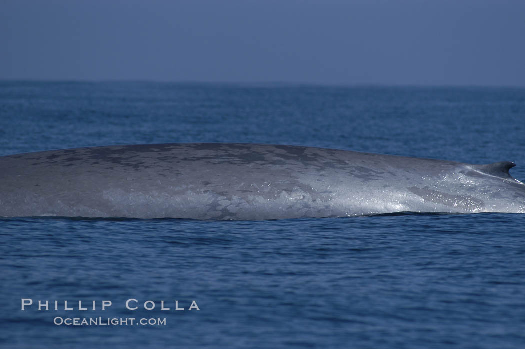 An enormous blue whale rounds out (hunches up its back) before diving.  Note the distinctive mottled skin pattern and small, falcate dorsal fin. Open ocean offshore of San Diego. California, USA, Balaenoptera musculus, natural history stock photograph, photo id 07521