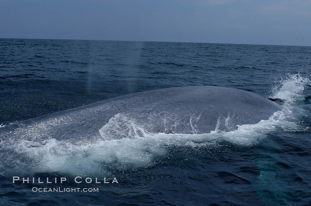 A blue whale rounds out at the surface before diving in search of food.  A blue whale can stay submerged while foraging for food for up to 20 minutes.  The blue whale is the largest animal on earth, reaching 80 feet in length and weighing as much as 300,000 pounds.  Near Islas Coronado (Coronado Islands). Coronado Islands (Islas Coronado), Baja California, Mexico, Balaenoptera musculus, natural history stock photograph, photo id 09525
