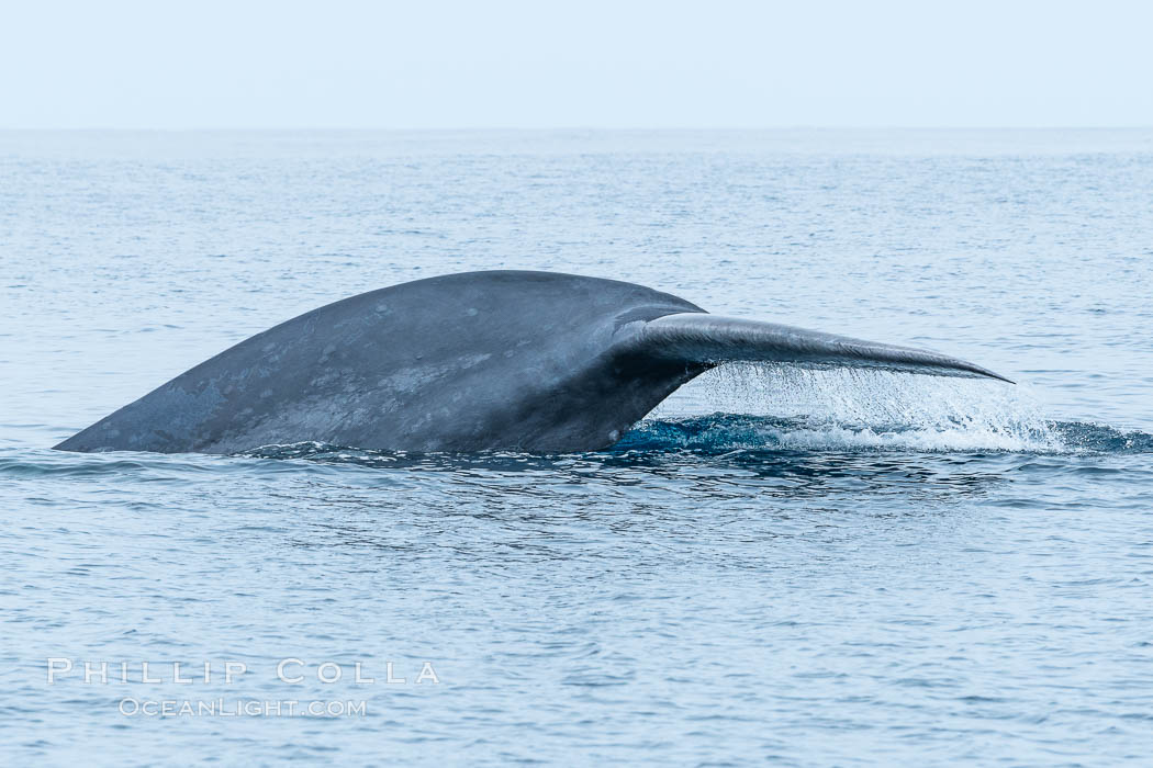 Blue whale raising fluke, prior to diving for food, fluking up, lifting its tail as it swims in the open ocean foraging for food. San Diego, California, USA, Balaenoptera musculus, natural history stock photograph, photo id 34559