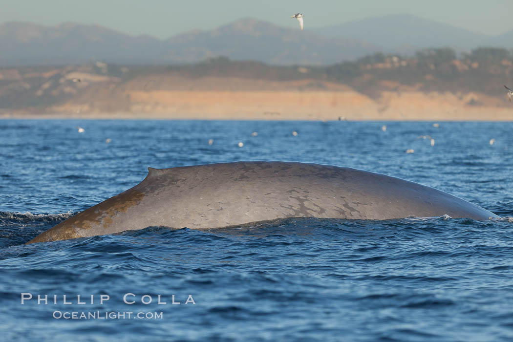 A blue whale rounds out at the surface. La Jolla, California, USA, natural history stock photograph, photo id 27143