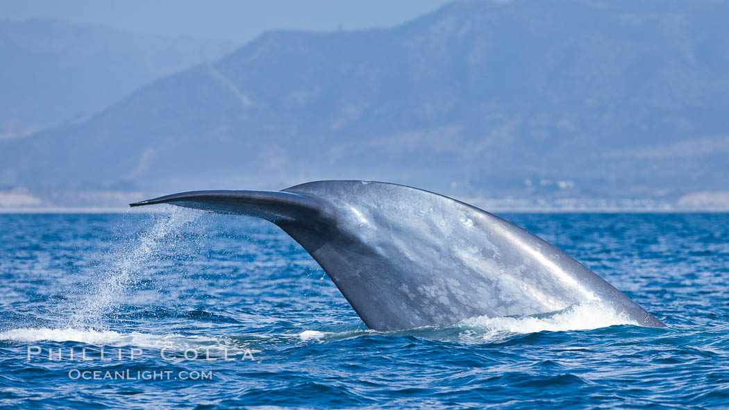 Blue whale, raising fluke prior to diving for food, fluking up, lifting tail as it swims in the open ocean foraging for food. Dana Point, California, USA, Balaenoptera musculus, natural history stock photograph, photo id 27336