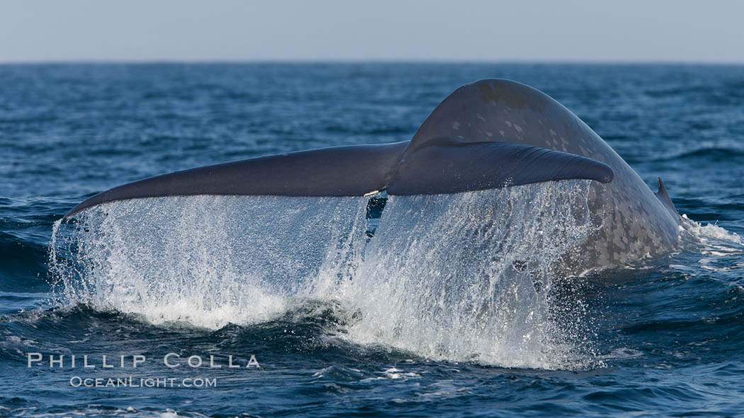 Blue whale, raising fluke prior to diving for food, fluking up, lifting tail as it swims in the open ocean foraging for food. Dana Point, California, USA, Balaenoptera musculus, natural history stock photograph, photo id 27352