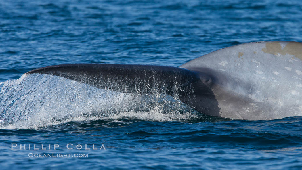 Blue whale, raising fluke prior to diving for food, fluking up, lifting tail as it swims in the open ocean foraging for food. Dana Point, California, USA, Balaenoptera musculus, natural history stock photograph, photo id 27356