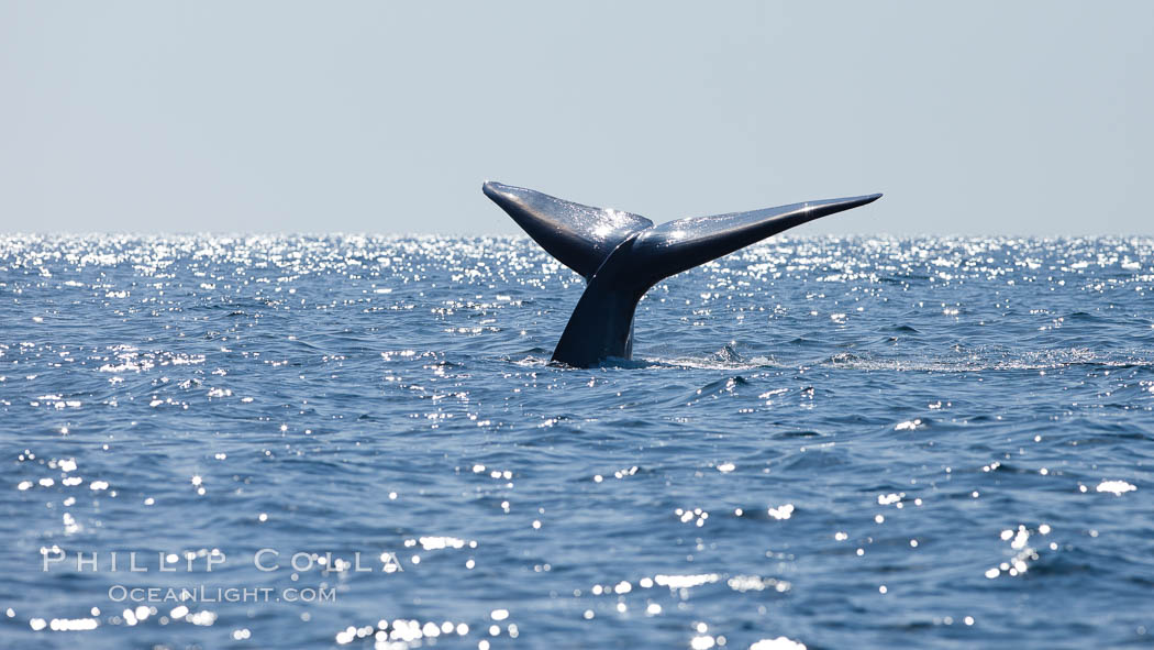 Blue whale, raising fluke prior to diving for food, fluking up, lifting tail as it swims in the open ocean foraging for food. Dana Point, California, USA, Balaenoptera musculus, natural history stock photograph, photo id 27343