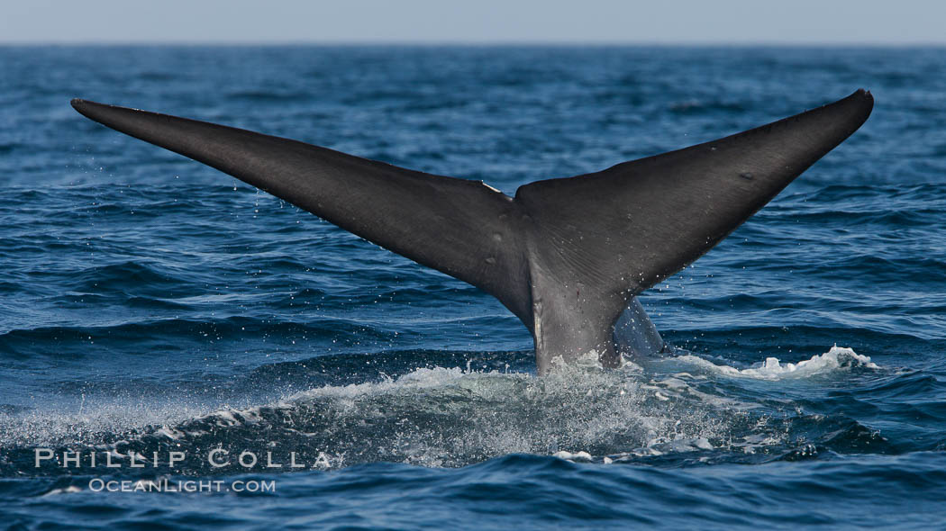 Blue whale, raising fluke prior to diving for food, fluking up, lifting tail as it swims in the open ocean foraging for food. Dana Point, California, USA, Balaenoptera musculus, natural history stock photograph, photo id 27355