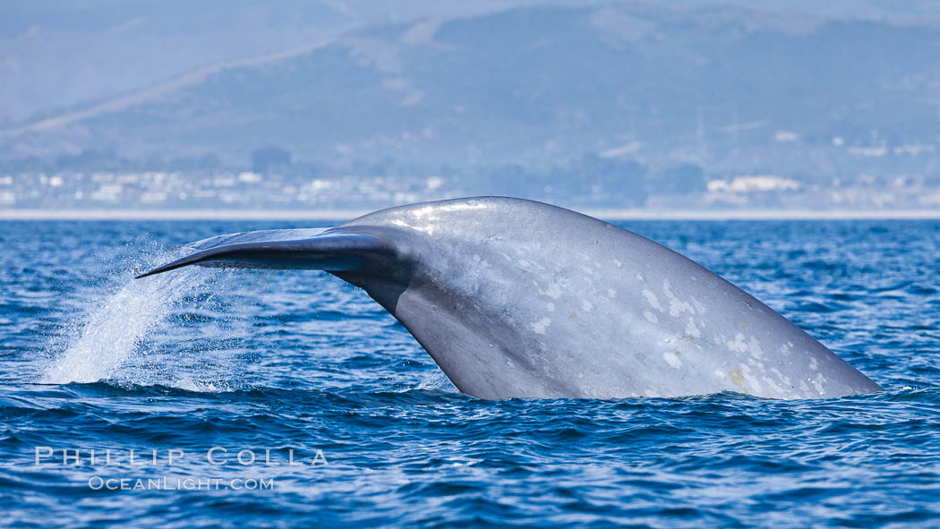 Blue whale, raising fluke prior to diving for food, fluking up, lifting tail as it swims in the open ocean foraging for food. Dana Point, California, USA, Balaenoptera musculus, natural history stock photograph, photo id 27341