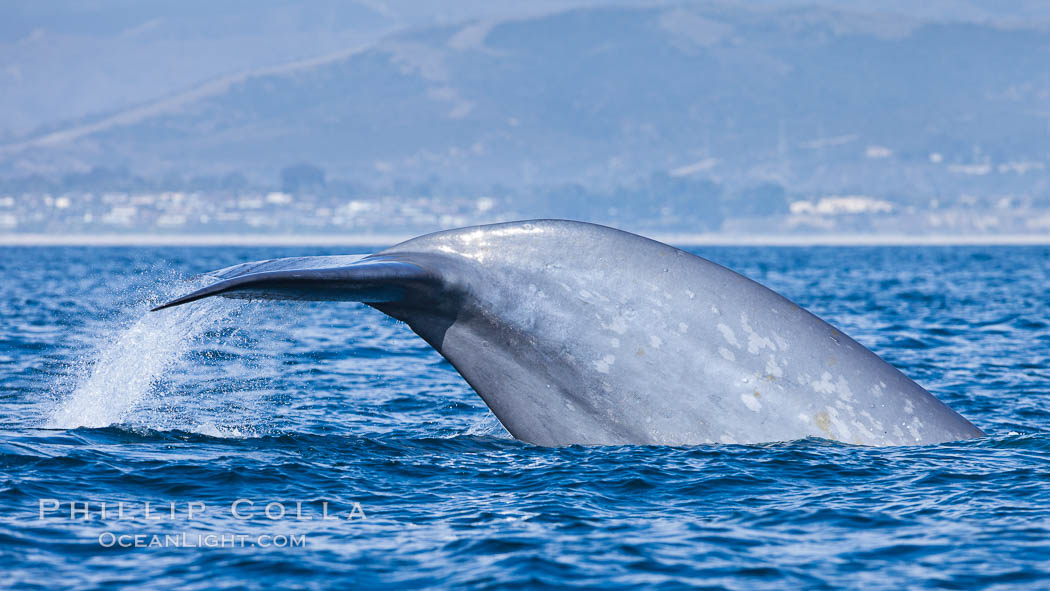 Blue whale, raising fluke prior to diving for food, fluking up, lifting tail as it swims in the open ocean foraging for food, Balaenoptera musculus, Dana Point, California