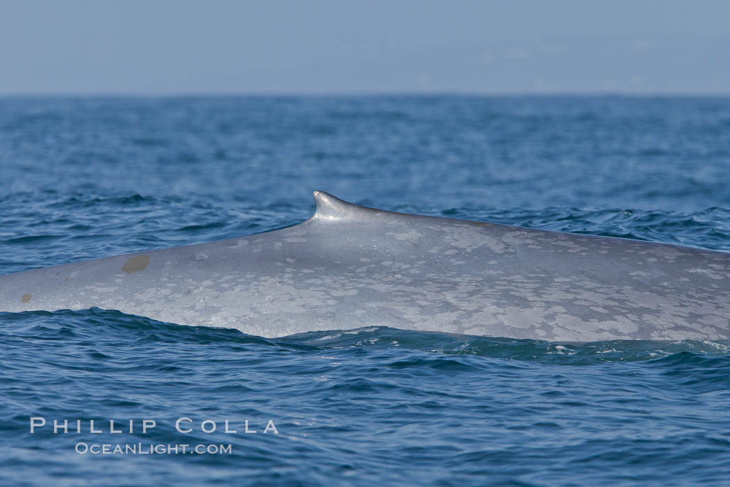 Blue whale rounding out at surface with dorsal fin visible, before diving for food, showing characteristic blue/gray mottled skin pattern. Dana Point, California, USA, Balaenoptera musculus, natural history stock photograph, photo id 27345