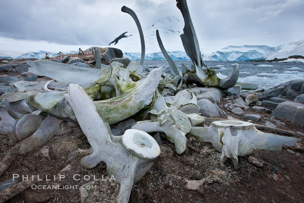 Blue whale skeleton in Antarctica, on the shore at Port Lockroy, Antarctica.  This skeleton is composed primarily of blue whale bones, but there are believed to be bones of other baleen whales included in the skeleton as well. Antarctic Peninsula, Balaenoptera musculus, natural history stock photograph, photo id 25624