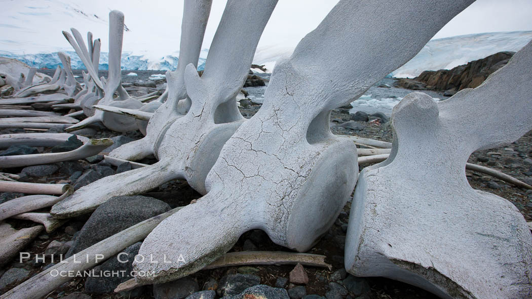 Blue whale skeleton in Antarctica, on the shore at Port Lockroy, Antarctica.  This skeleton is composed primarily of blue whale bones, but there are believed to be bones of other baleen whales included in the skeleton as well. Antarctic Peninsula, Balaenoptera musculus, natural history stock photograph, photo id 25609