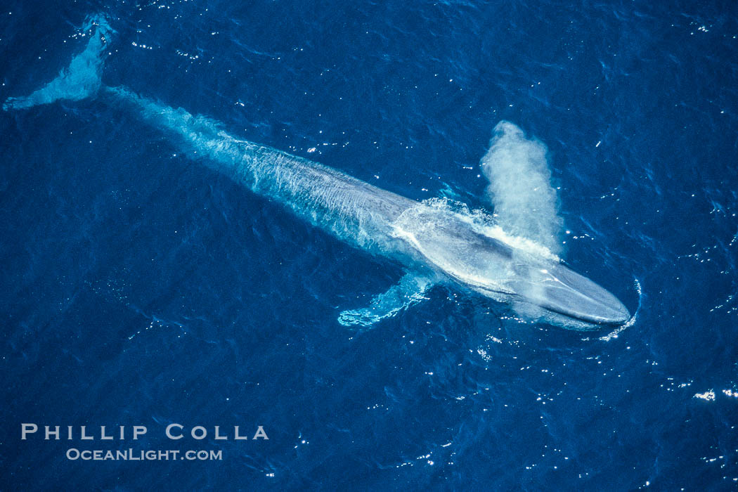 Blue whale, blowing., Balaenoptera musculus, natural history stock photograph, photo id 02182