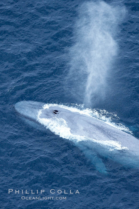 Blue whale, exhaling in a huge blow as it swims at the surface between deep dives.  The blue whale's blow is a combination of water spray from around its blowhole and condensation from its warm breath. La Jolla, California, USA, Balaenoptera musculus, natural history stock photograph, photo id 21258