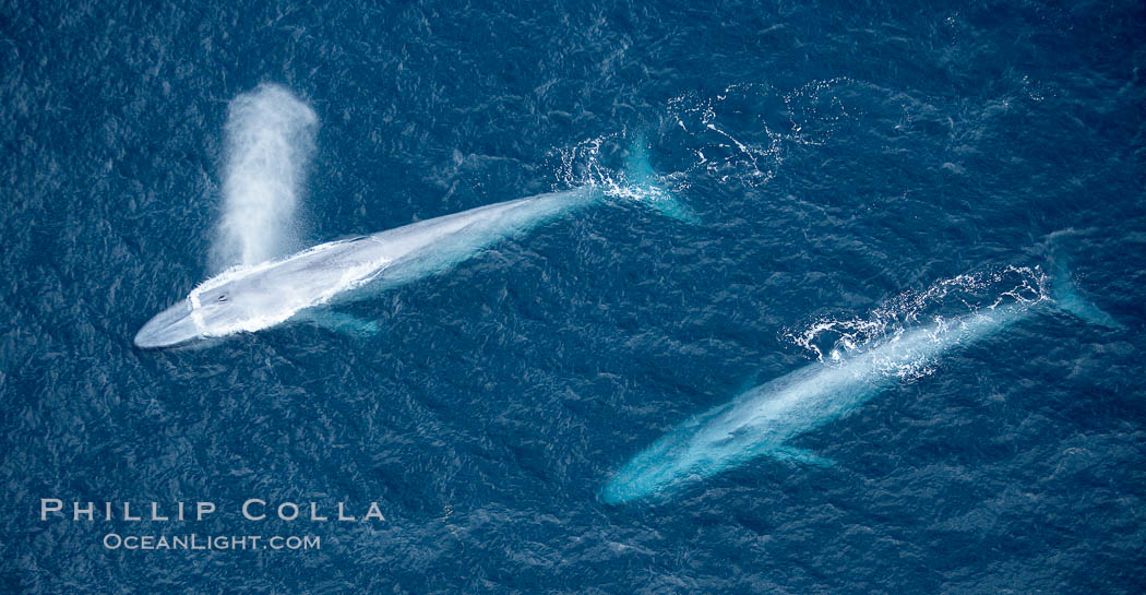 Blue whale, exhaling in a huge blow as it swims at the surface between deep dives.  The blue whale's blow is a combination of water spray from around its blowhole and condensation from its warm breath. La Jolla, California, USA, Balaenoptera musculus, natural history stock photograph, photo id 21260